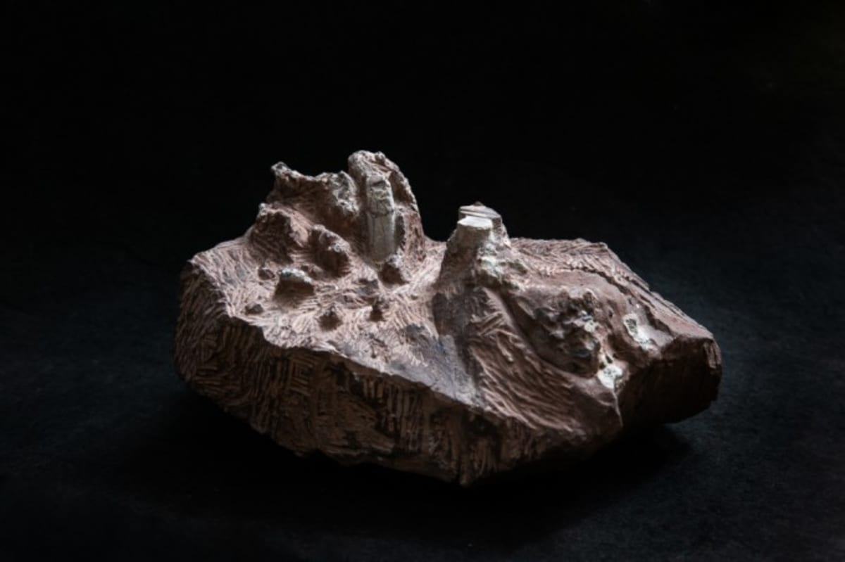 New Korean Dinosaur Discovery Unlocks Ancient Migration Mystery - Image 5