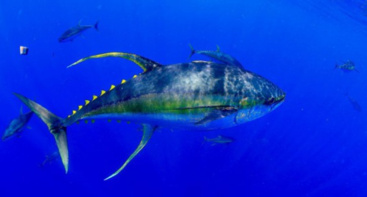 Webb Telescope Reveals 17,000 Hidden Stars Being Born - Image 5