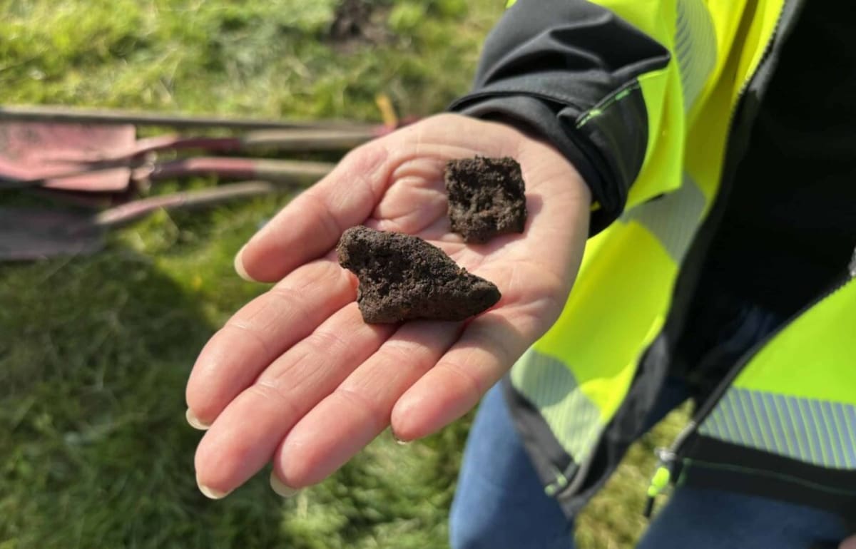 Viking Burial Reveals 1,000-Year-Old Blueberry Plants - Image 5