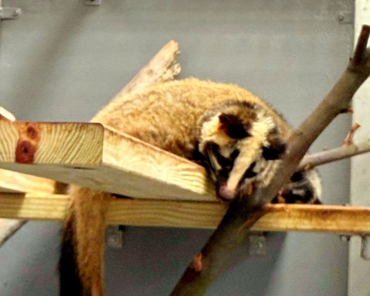 Red giant flying squirrel being cared for at New Taipei wildlife rescue center facility