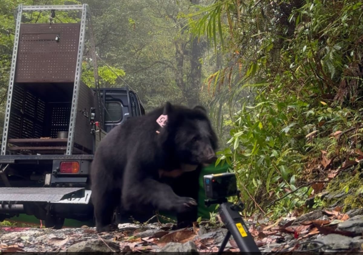 Formosan black bear cub Mua being measured at wildlife rehabilitation center in Taiwan