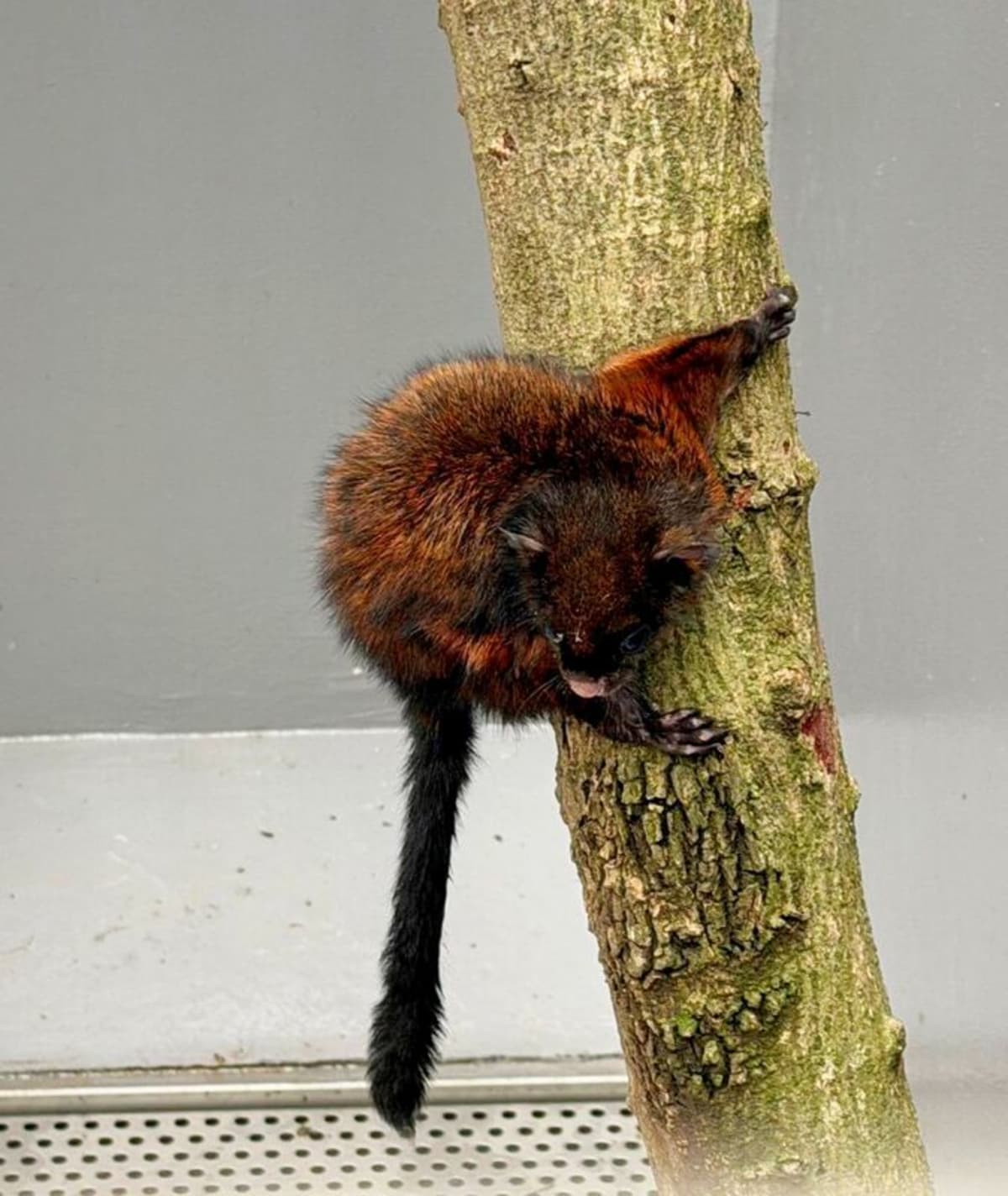 New Taipei Opens Wildlife Rescue Center as Calls Triple - Image 4