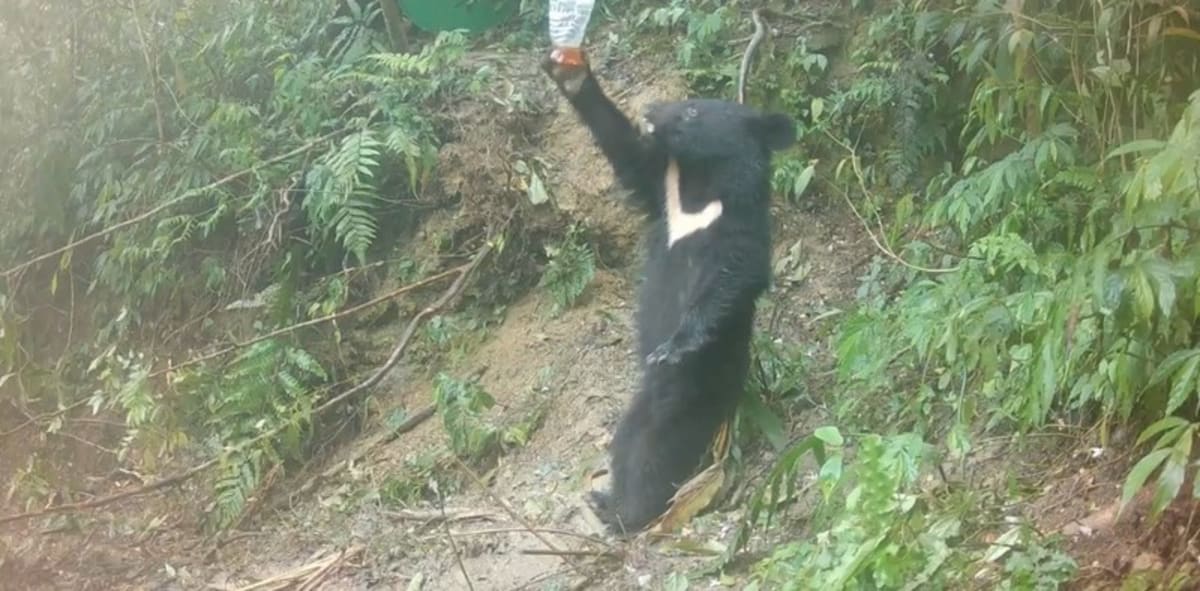 Taiwan Frees Rescued Bear Mom and Cub After Year of Care - Image 3