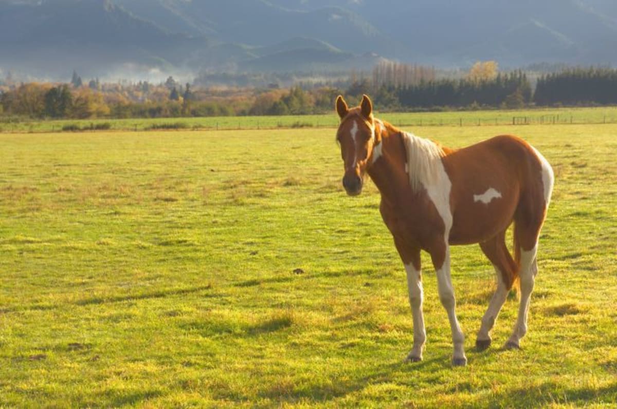 New Zealand Farm Gives Free Stays for Horse Care Volunteers