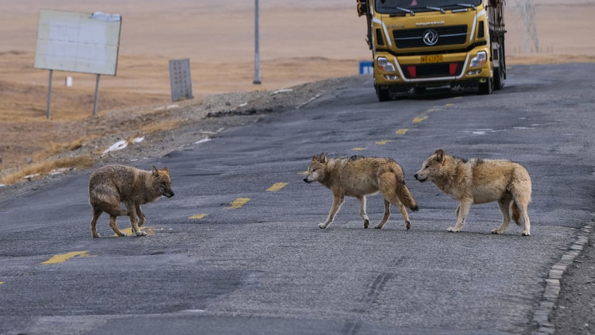 China Sets Stricter Fireworks Rules After Fatal Accidents - Image 4