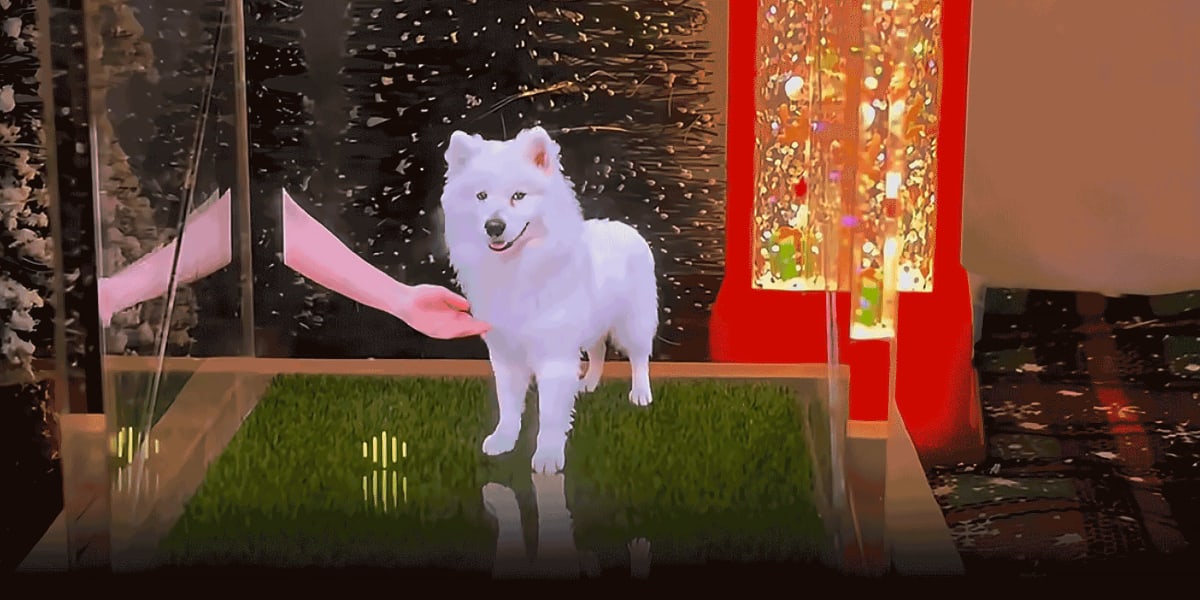 AI-powered holographic memorial box displaying a three-dimensional image of a beloved dog