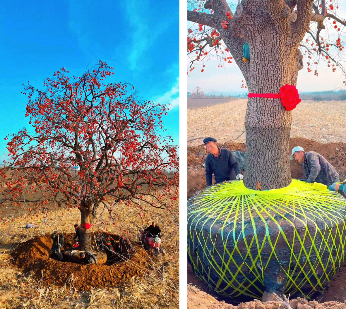 China Persimmon Trees Find New Life in City Gardens - Image 2