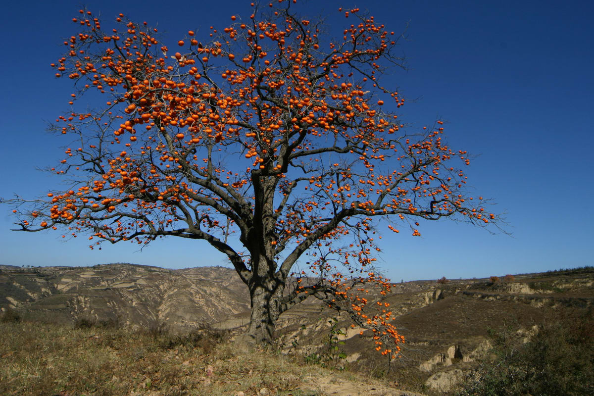 China Persimmon Trees Find New Life in City Gardens - Image 5