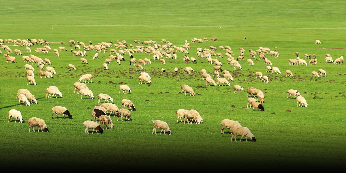 Vast grassland landscape in Inner Mongolia with traditional yurt and flock of sheep grazing