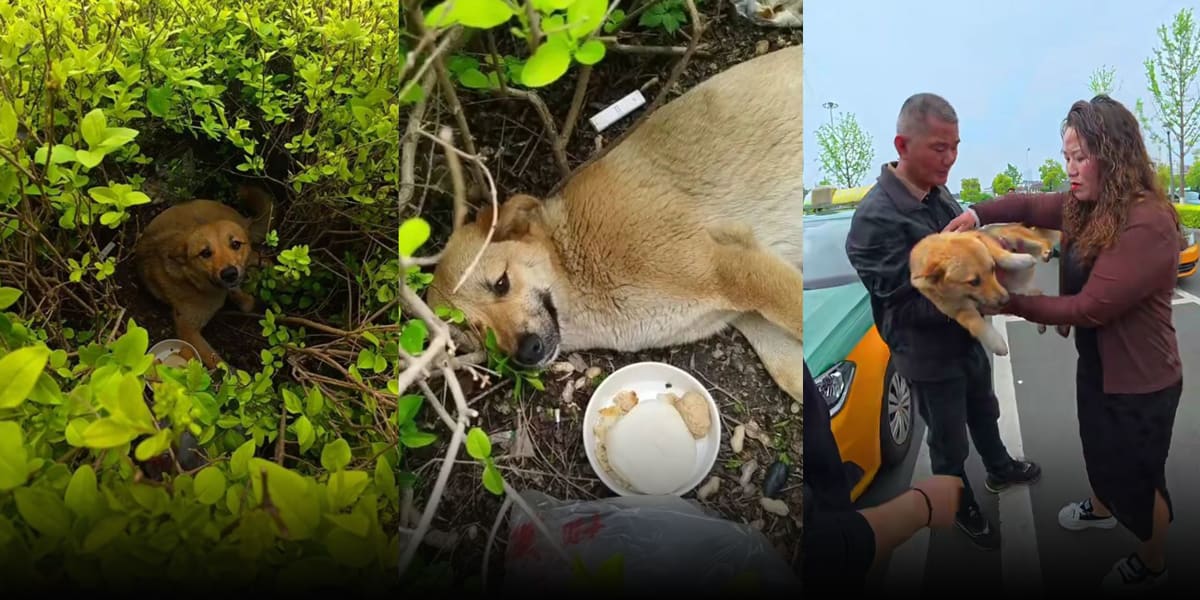 Taxi Drivers Raise $1,470 to Save Beloved Stray Dog