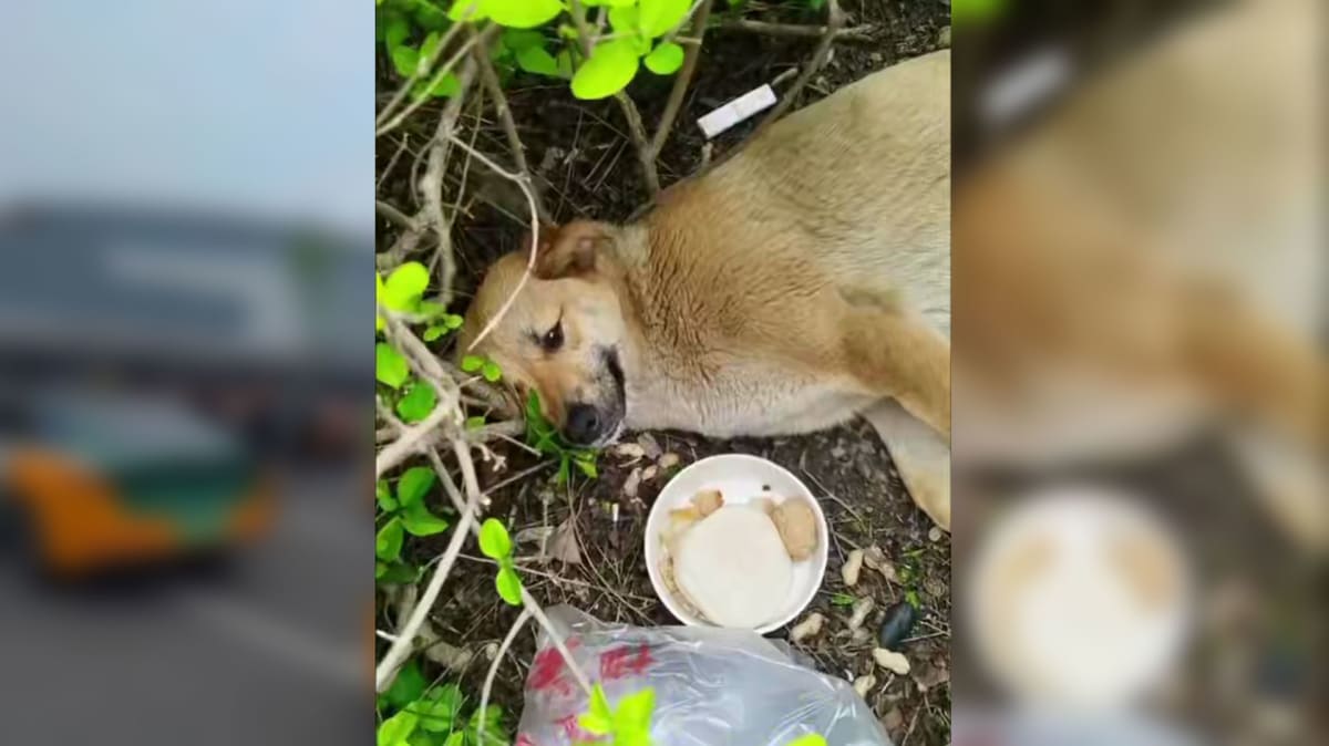 Taxi Drivers Raise $1,470 to Save Beloved Stray Dog - Image 2