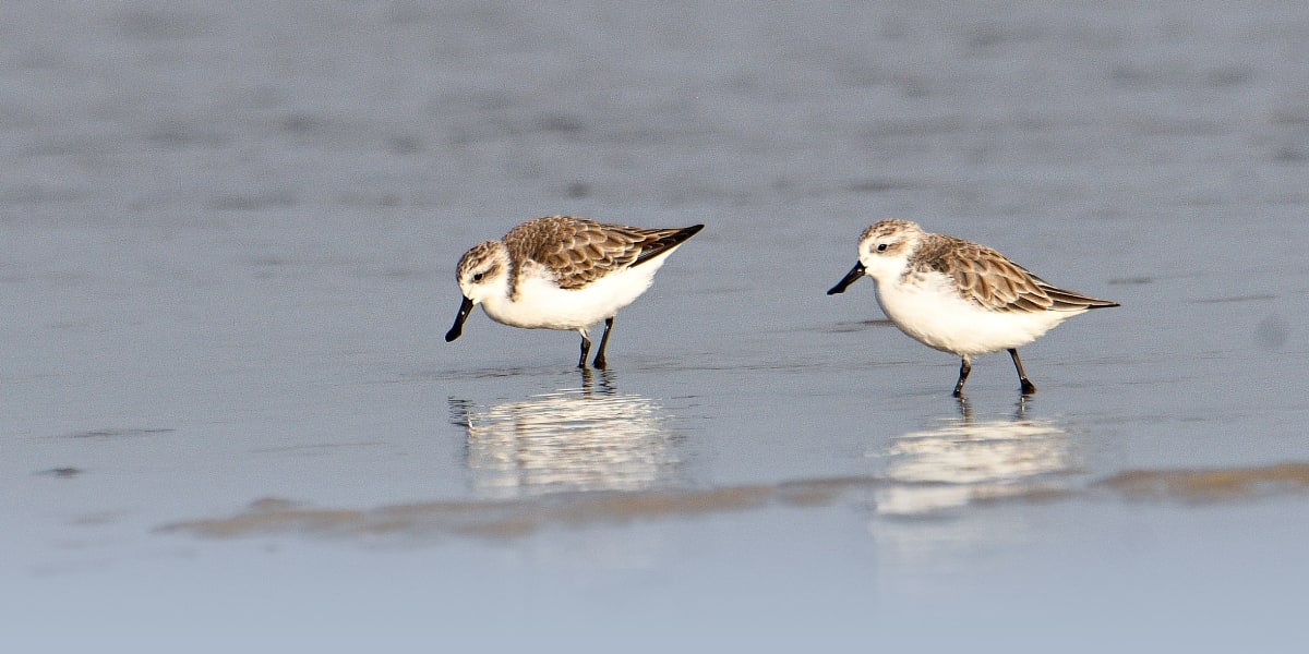 Small white spoon-billed sandpiper with distinctive broad black bill standing on coastal mudflats