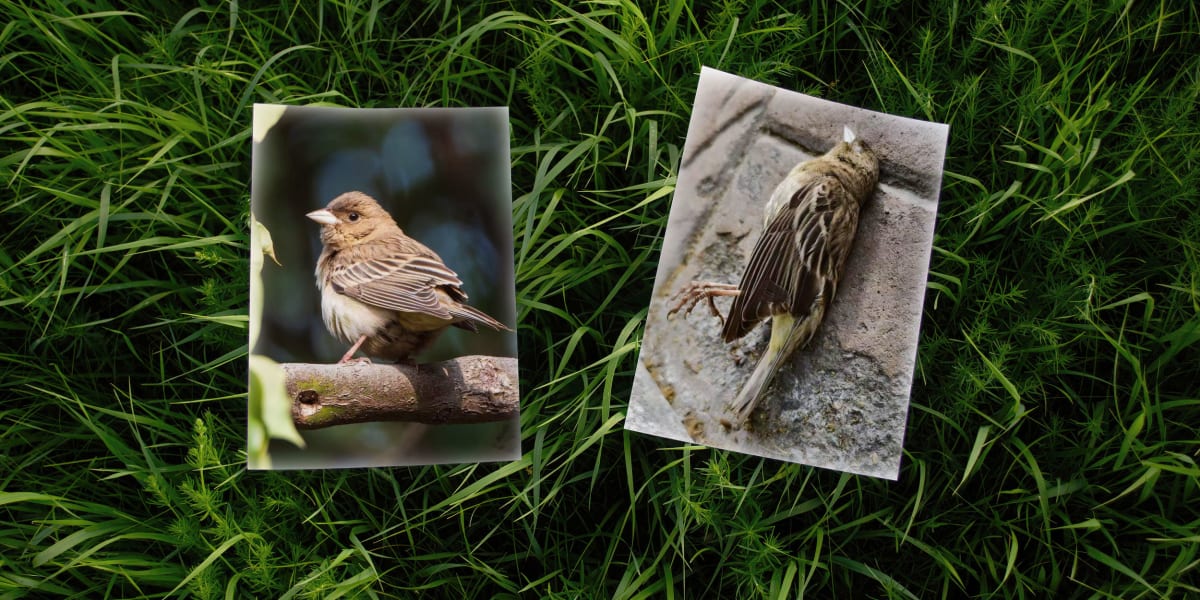 Shanghai Turns Bird's Death Into City-Wide Safety Win