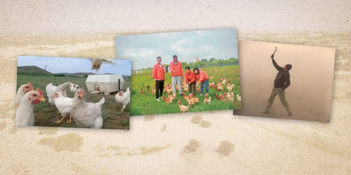 ** Researcher Li Yonggeng standing in restored grassland surrounded by free-range chickens in Inner Mongolia