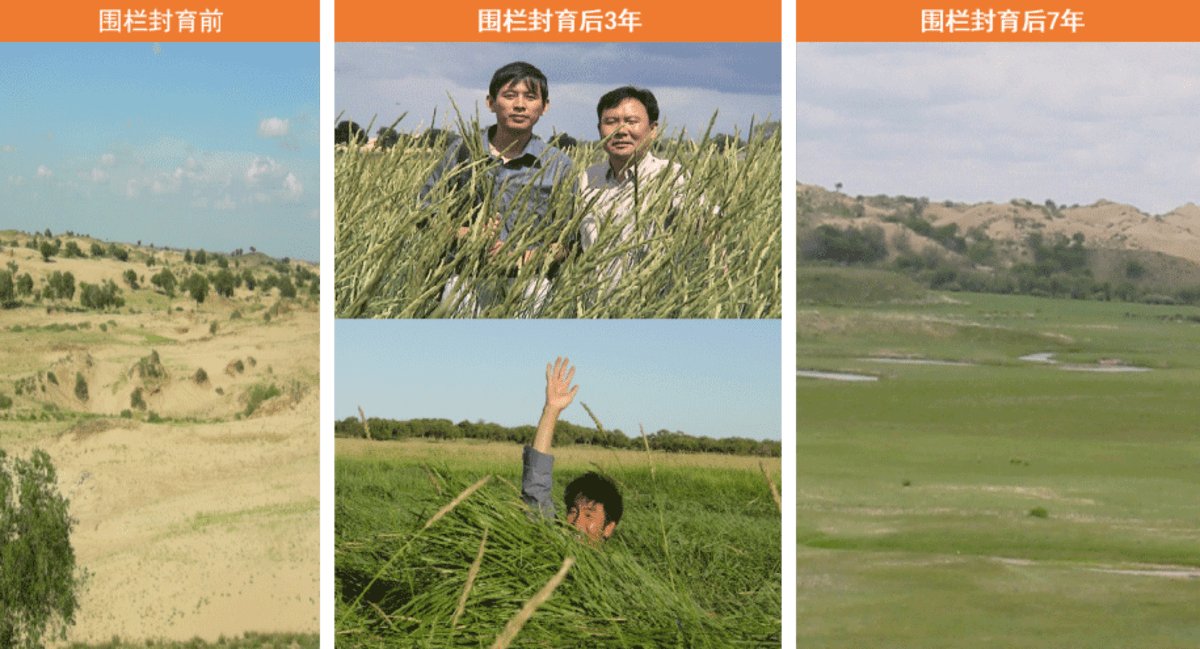 Scientist Saves Grassland With 50,000 Free-Range Chickens - Image 5