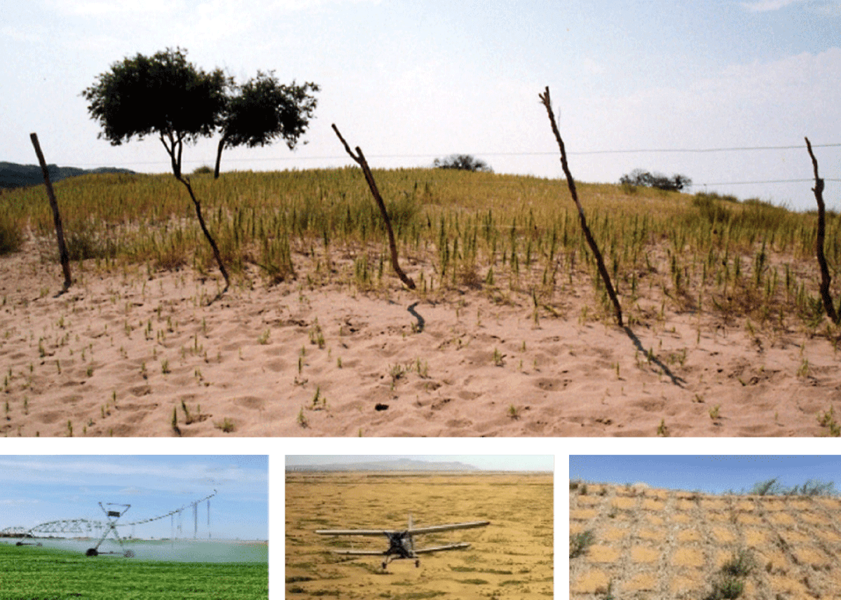 Scientist Saves Grassland With 50,000 Free-Range Chickens - Image 4
