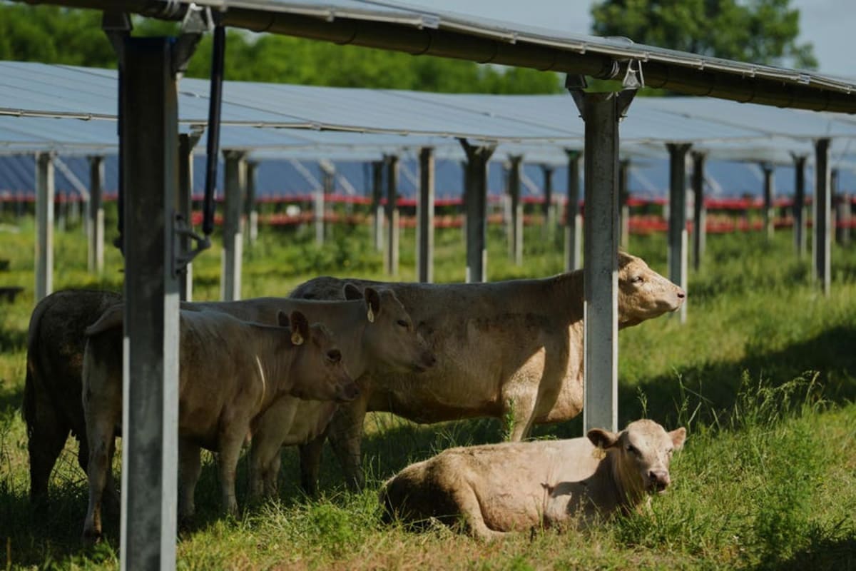 Solar Panels Over Crops Boost Farms and Fight Climate - Image 2