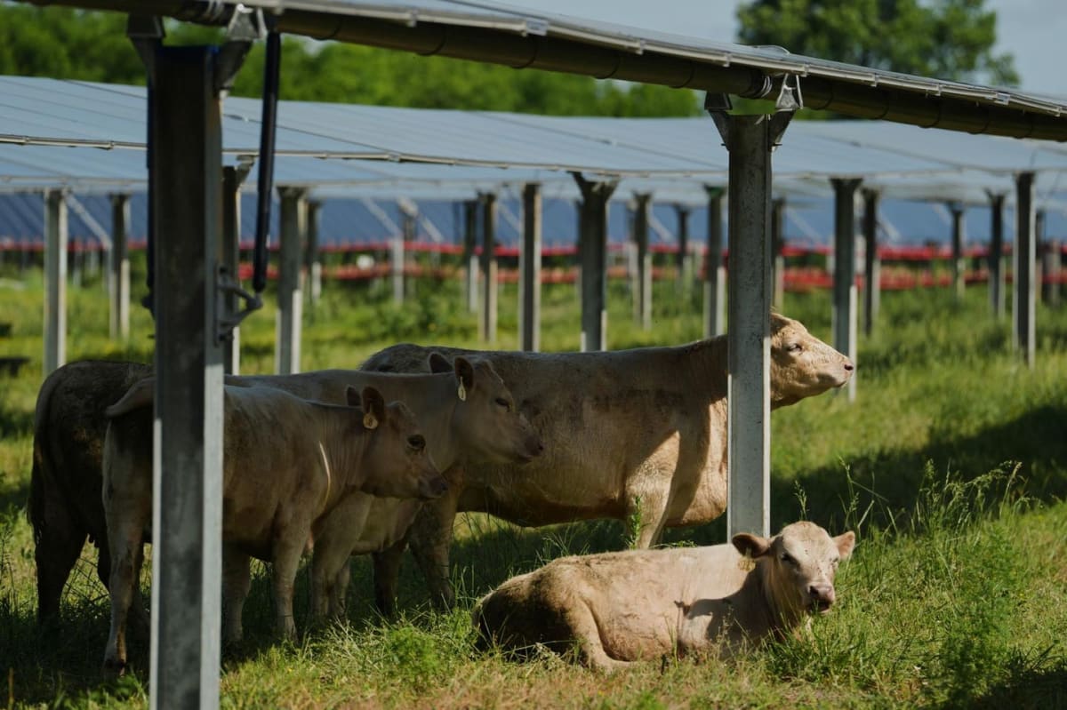 Solar Panels Over Crops Boost Farms and Fight Climate - Image 4