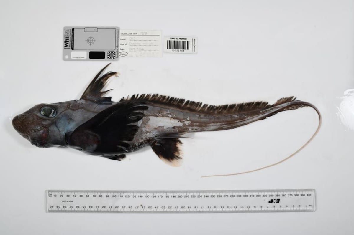 Scientists Find 1,121 New Ocean Species in Deep Sea Push - Image 2