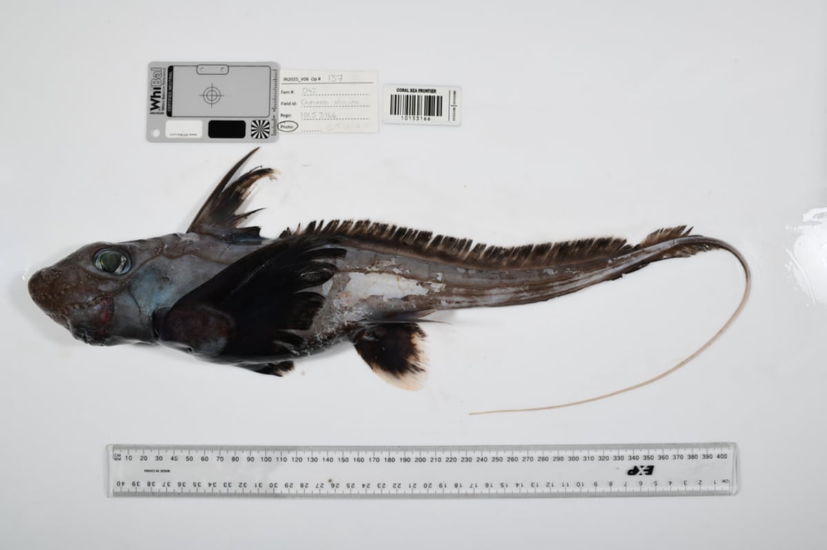 Scientists Find 1,121 New Ocean Species in Deep Sea Push - Image 3