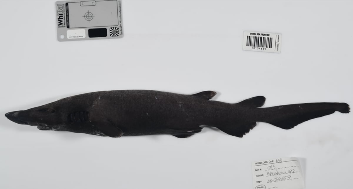 Scientists Find 1,121 New Ocean Species in Deep Sea Push - Image 4