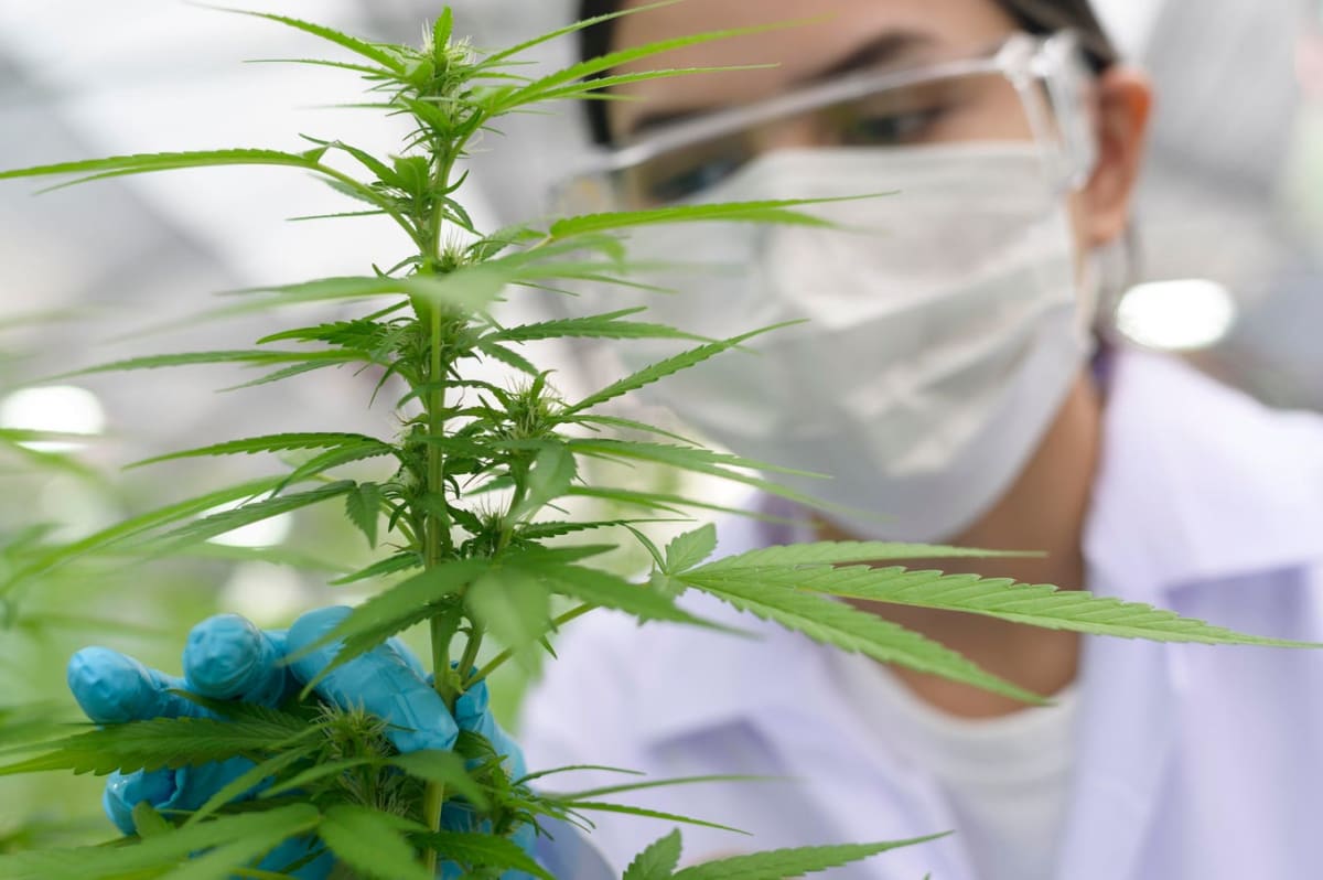 Medical researchers examining cannabis compounds in modern laboratory setting for chronic pain study