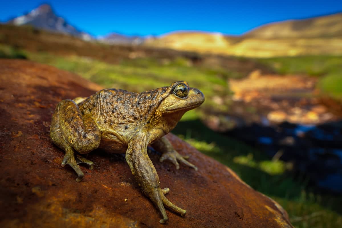 Small brown Pehuenche frog sitting on moss-covered rocks near mountain stream in Chilean Andes