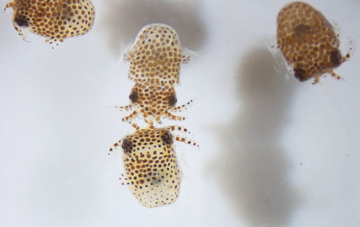 Space Mini-Labs Automate Research, Speed Cancer Treatments