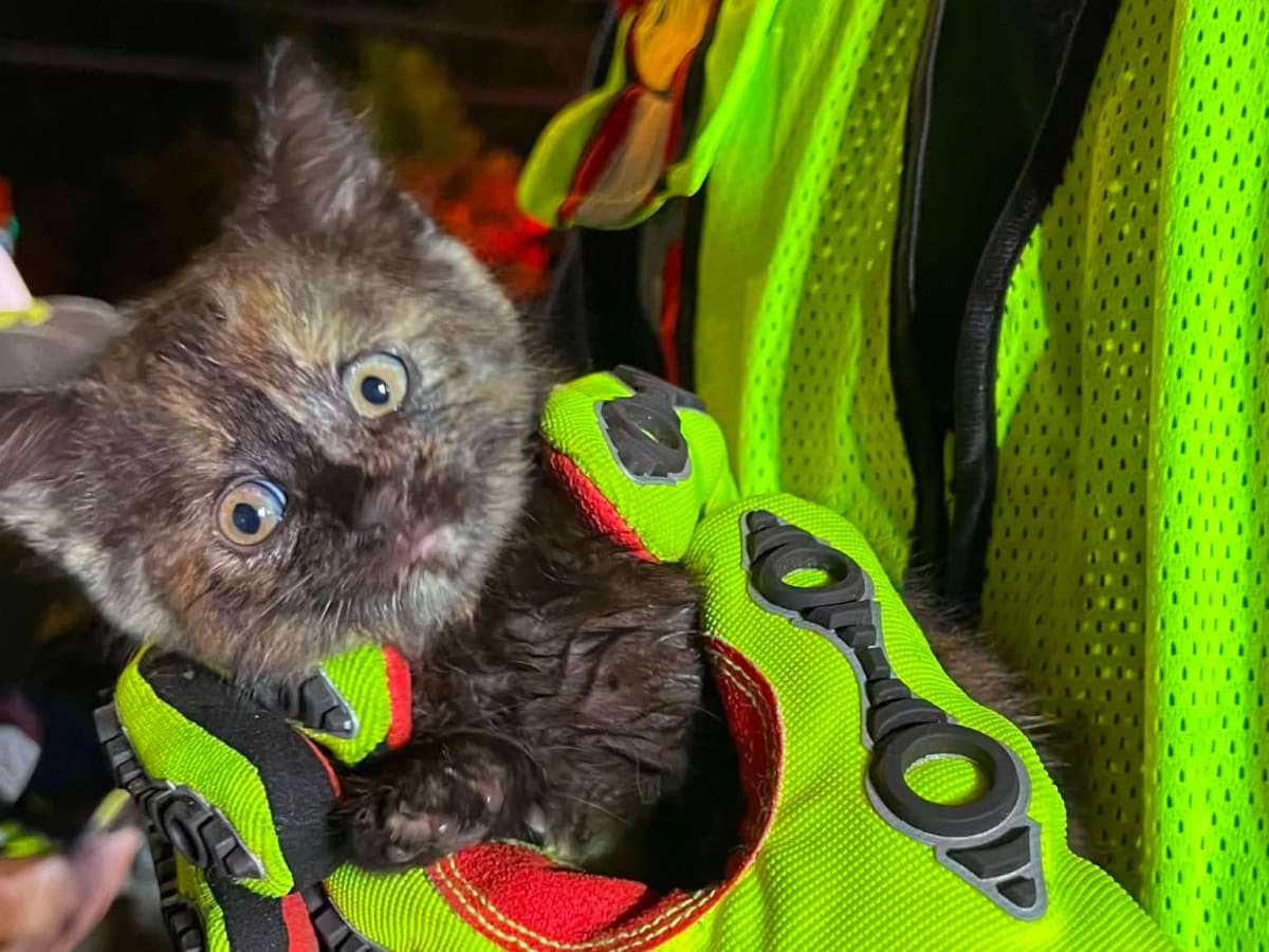 Piscataway Firefighters Save Kitten From Storm Drain