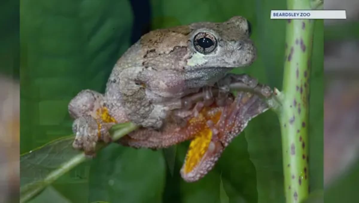 Connecticut Volunteers Join FrogWatch to Save Amphibians