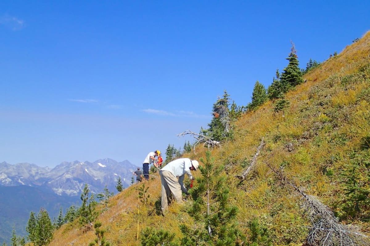 Canada Invests $355M to Plant 125M Trees in B.C. - Image 2