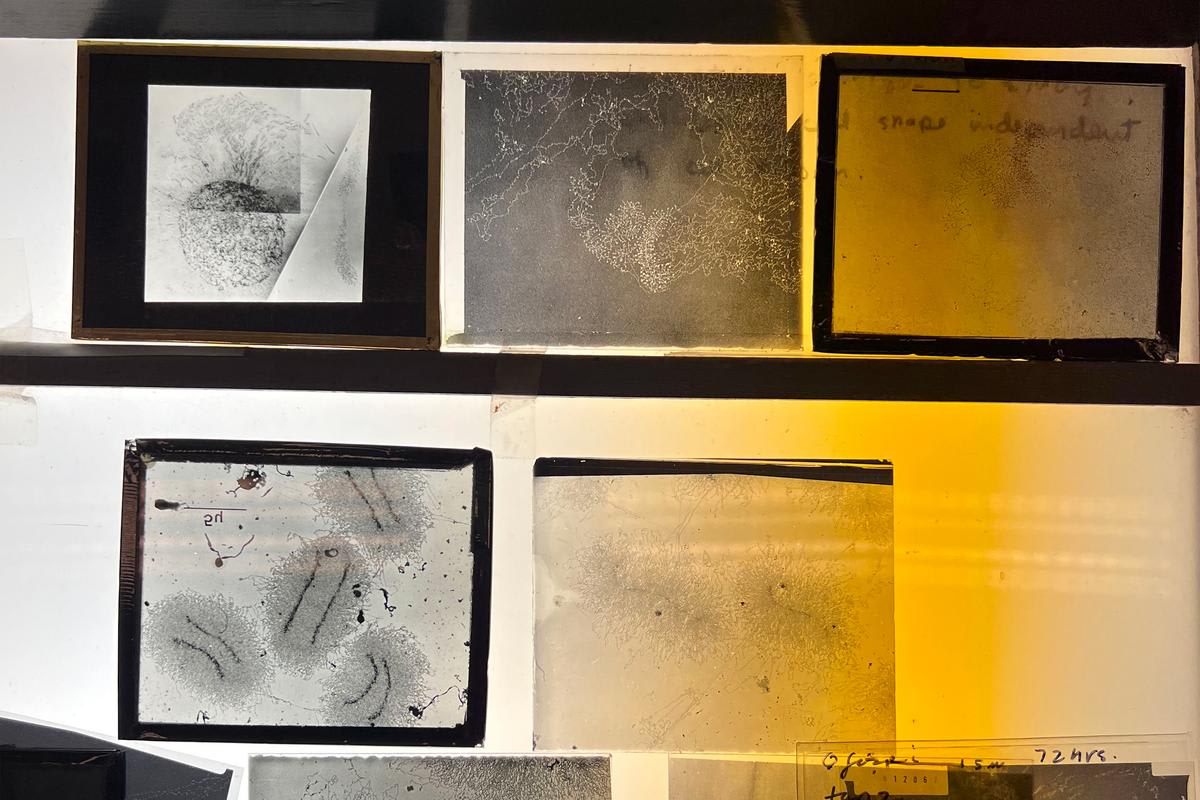 Developmental biologist Victoria Foe holding an electron micrograph showing DNA spread from a cell nucleus