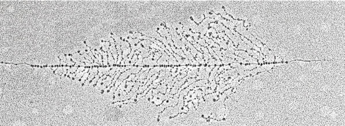 Biologist Finds Evolution Clock in 'Junk' DNA - Image 4
