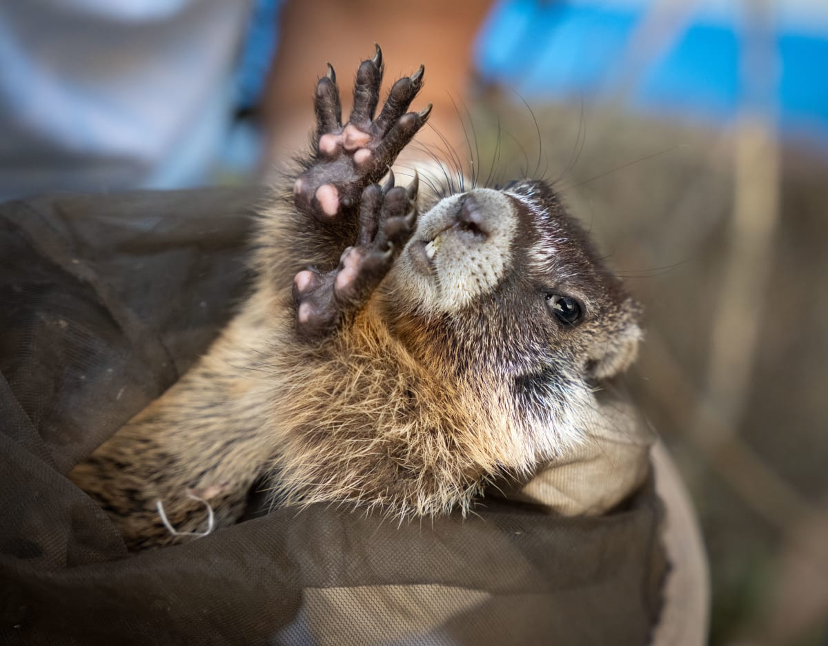 First Marmot Adoption Success: 13 Rescued, All Released - Image 2