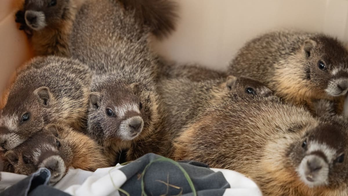 Family of rescued marmots with burned paws being treated at Colorado wildlife rehabilitation center