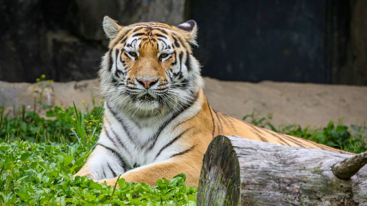Rare Tiger Sarang Joins Columbus Zoo Conservation Effort