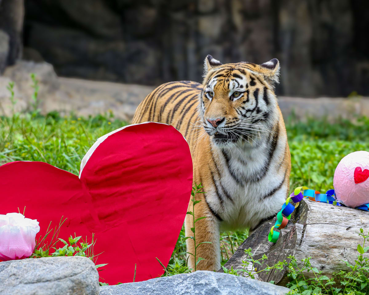 Rare Tiger Sarang Joins Columbus Zoo Conservation Effort - Image 2