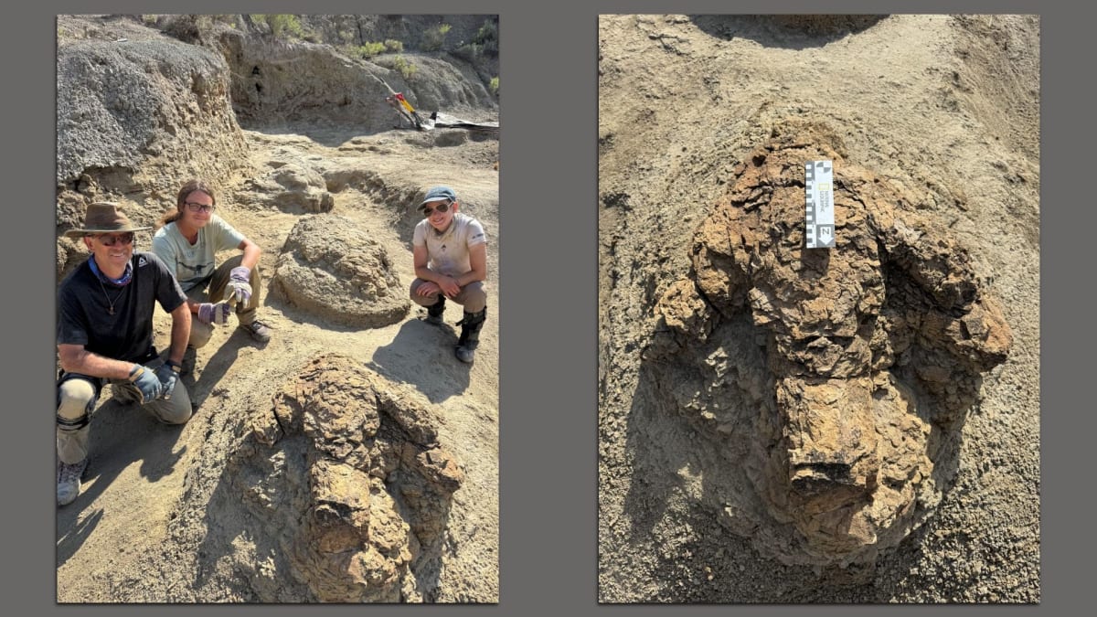 Denver Scientists Find First Adult T. Rex Trackway - Image 2
