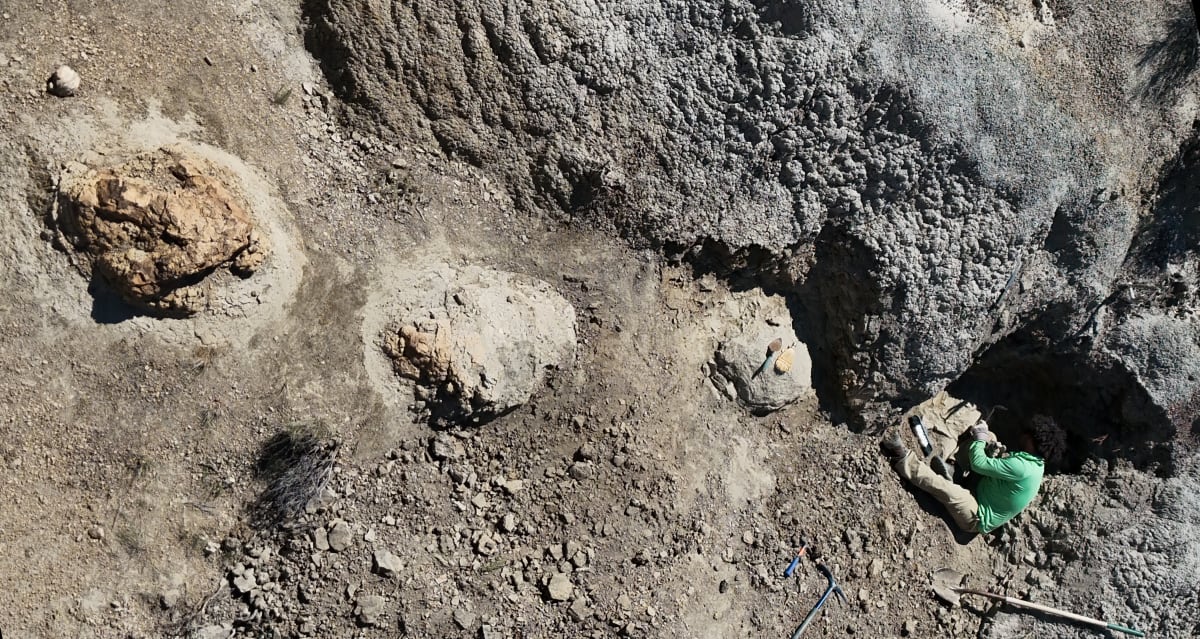 Denver Scientists Find First Adult T. Rex Trackway - Image 3