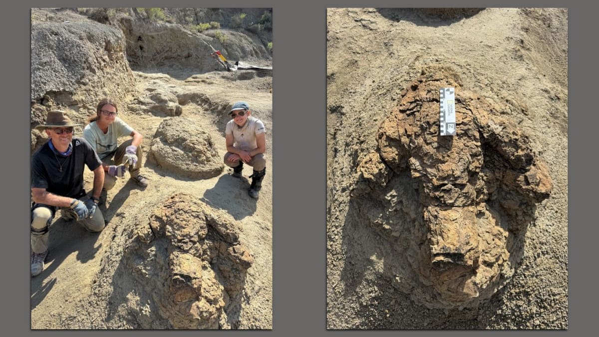 Aerial drone view of four large three-toed dinosaur footprints in rocky terrain forming ancient T. rex trackway