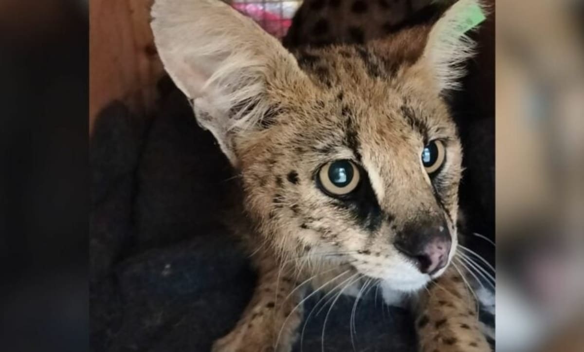 Injured Serval Makes Full Recovery After Fence Rescue - Image 2