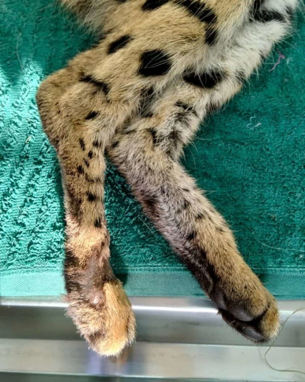 Injured Serval Makes Full Recovery After Fence Rescue - Image 3