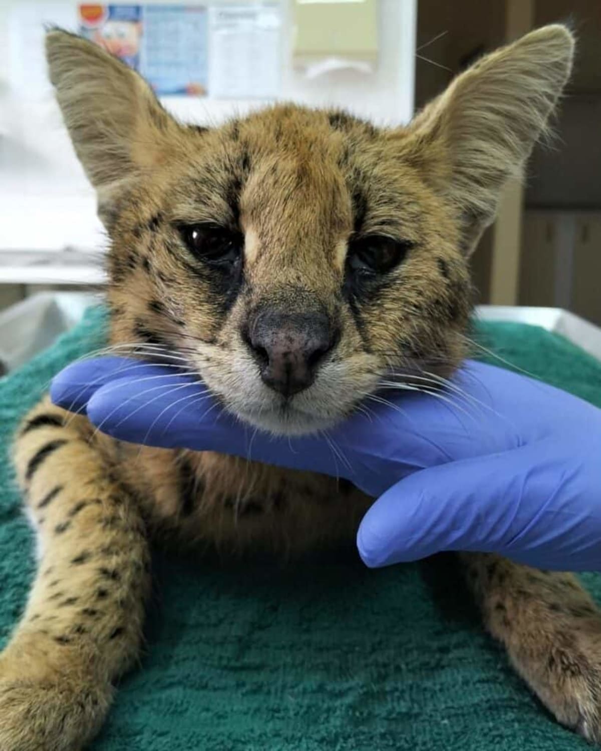 Injured Serval Makes Full Recovery After Fence Rescue - Image 4