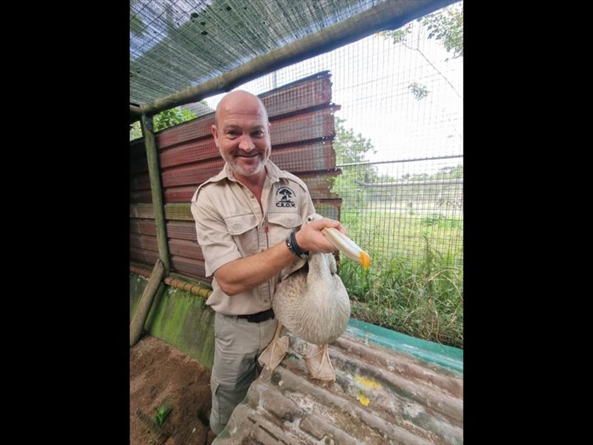 Wildlife rehabilitator Clint Halkett-Siddall holding a rescued pelican at CROW rehabilitation centre