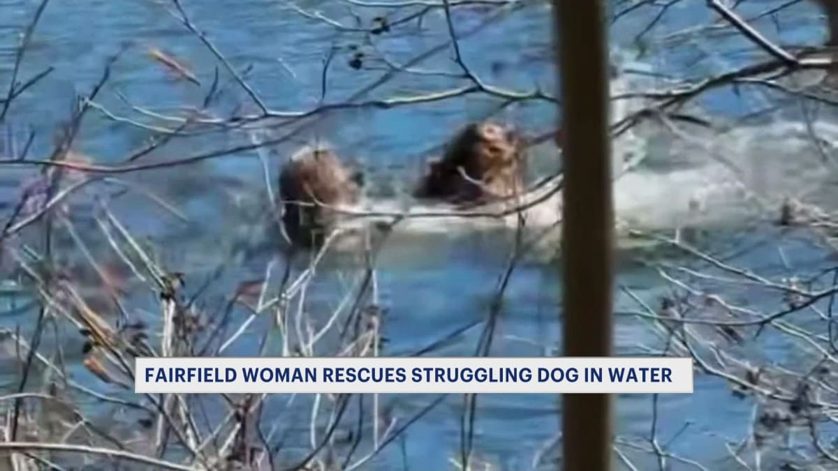Woman rescuing large dog from Lake Mohegan waters in Fairfield