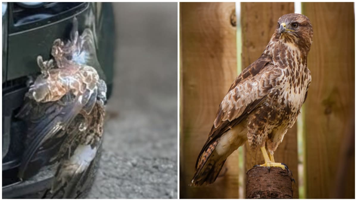 Healthy buzzard with healed wings at Oxfordshire Wildlife Rescue center