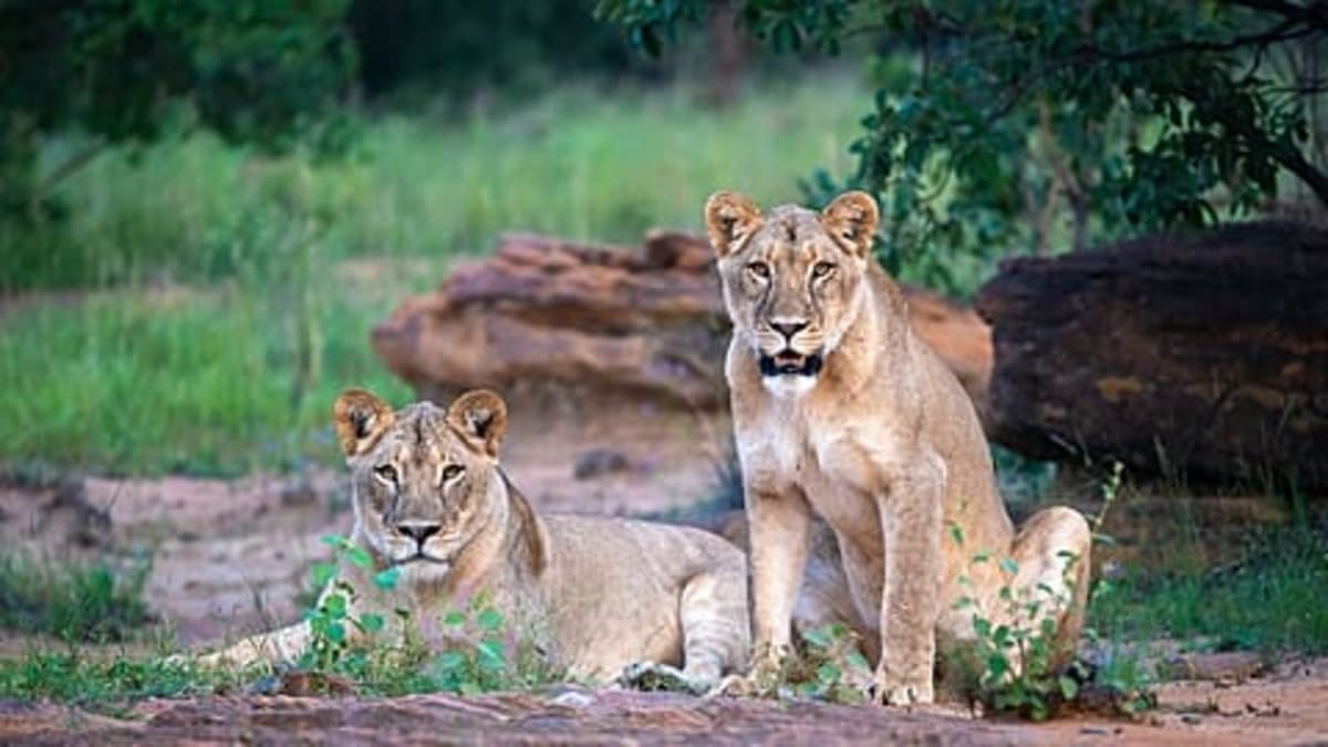 Africa's New Safari Lodges Redefine Eco-Luxury Travel - Image 5