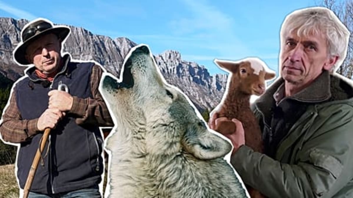 Italy's Wolves Make a Comeback After Near Extinction - Image 5