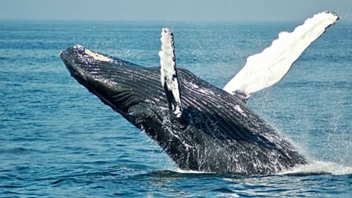 Norway's Whale Museum Opens 2027 With Ocean Rooftop - Image 5