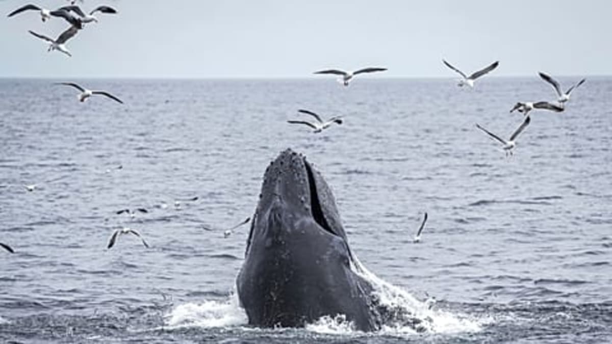 Historic High Seas Treaty Now Protects Half the Planet - Image 5